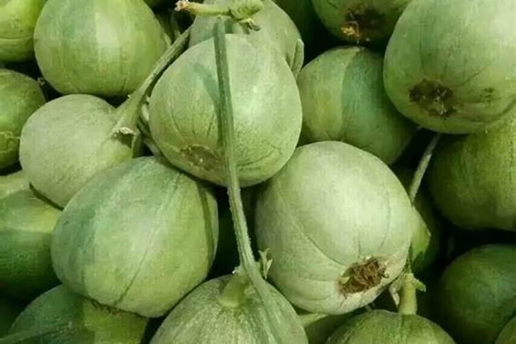 硕丰芸苔素对甜瓜秧生长的好处？