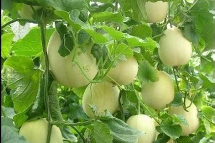甜瓜 害虫 芸苔素