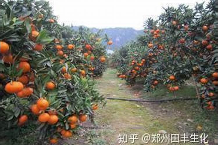 1斤水溶肥兑多少水