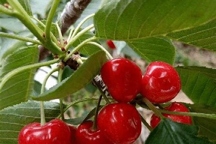 樱桃树施什么肥最好