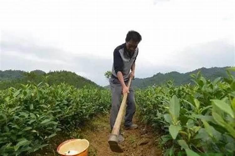 请问什么叫腐熟有机肥 关键是要及时堆腐