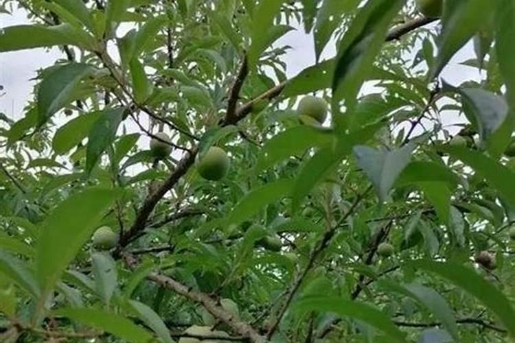 李子树保花保果打什么药最好