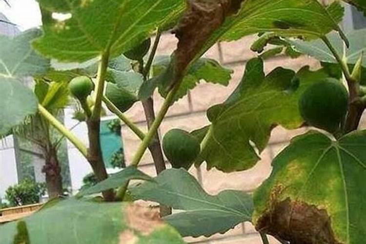 无花果施肥用什么肥料