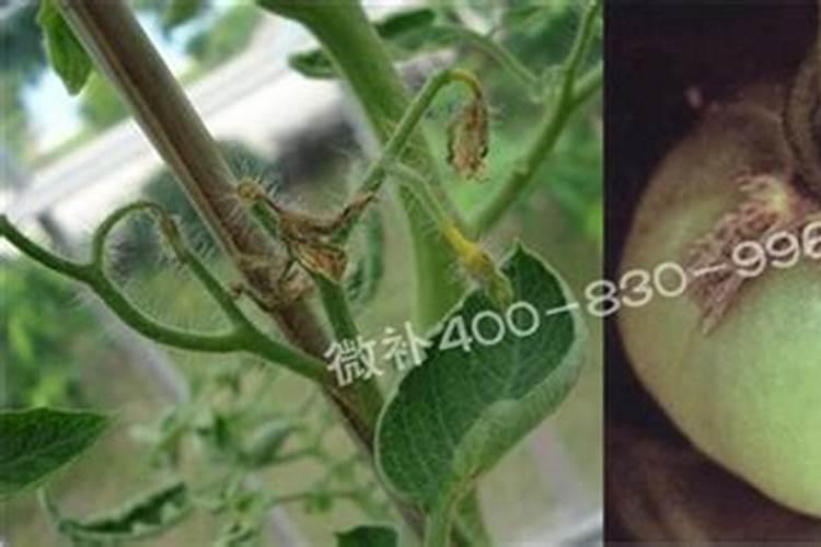 西红柿果脐出现五星印,什么原因造成,如何预防呢？