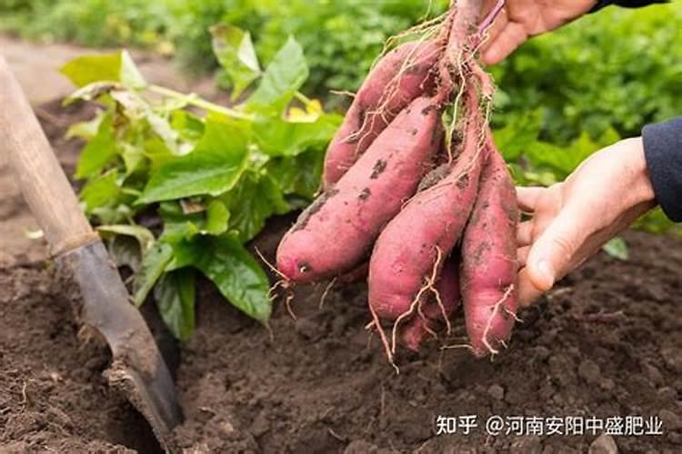 红薯苗怎样种植产量高