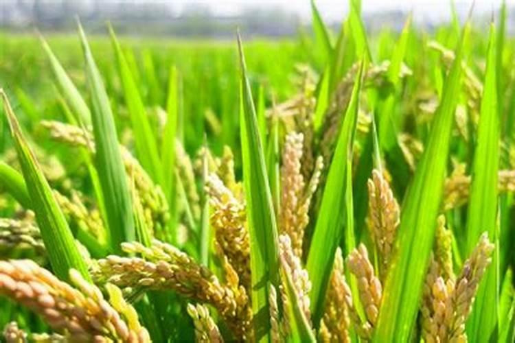 绣球花怎么施肥,绣球花施肥方法