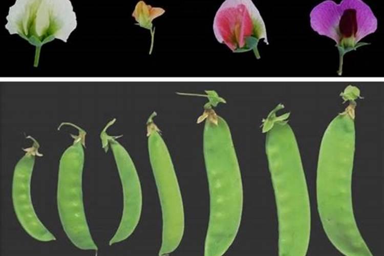 ...种植花草果蔬.下面的植物中,不需要施加邯含氮肥料的是: