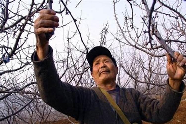 我在四月份栽的小苹果树苗,一般过长时间开始施肥,施什么肥料