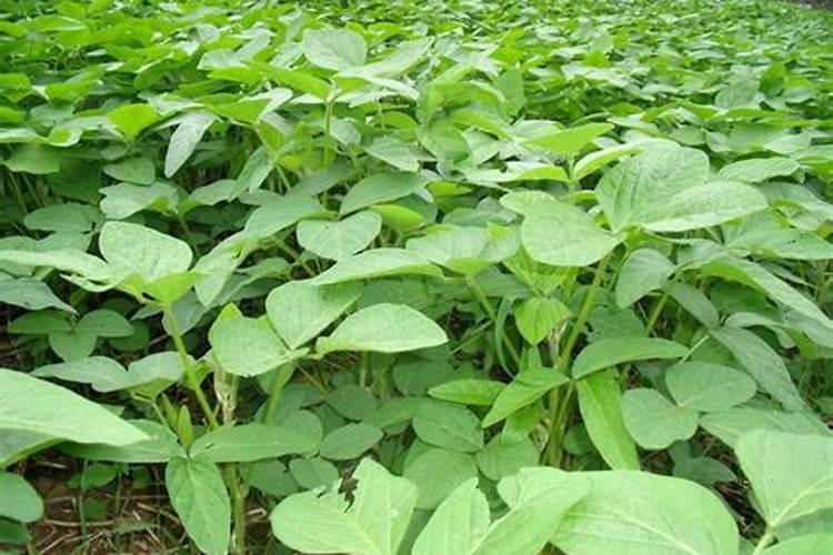 一亩大豆需要施多少化肥