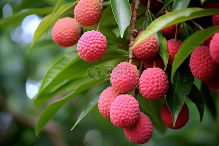 南谯哪里卖农药化肥