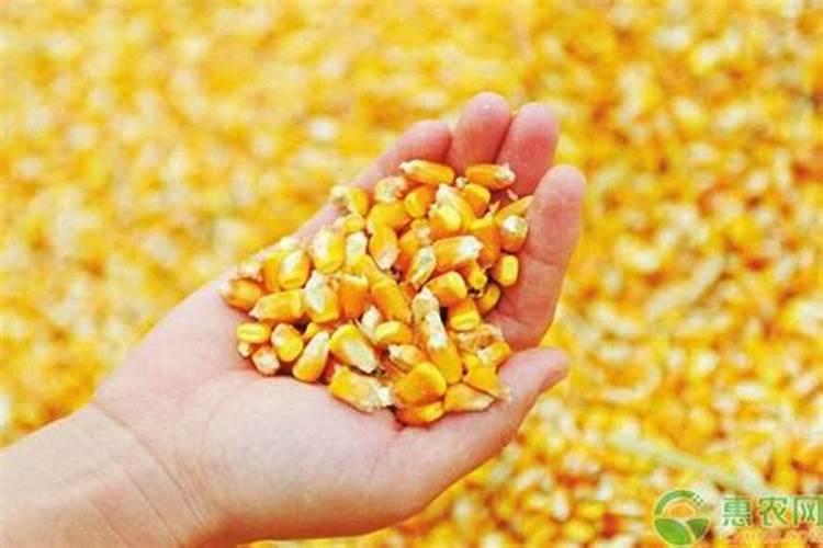 磷肥对玉米的作用及功能