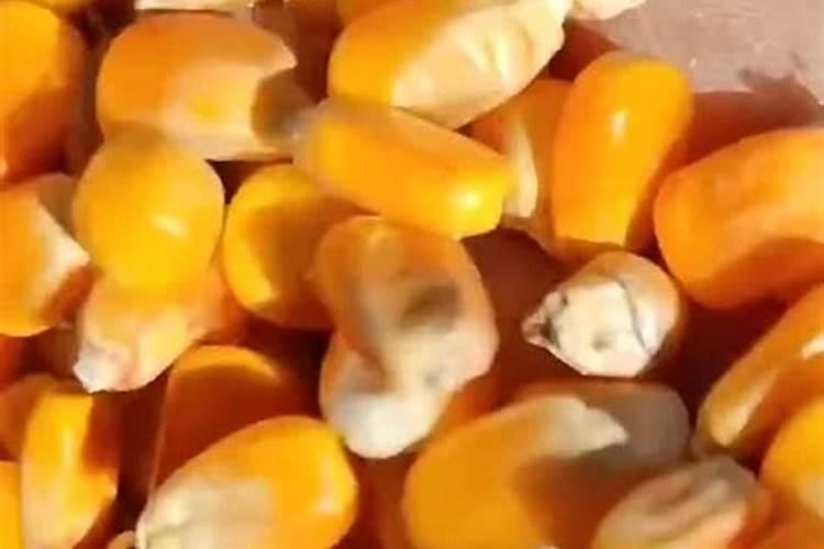 磷肥对玉米的作用及功能