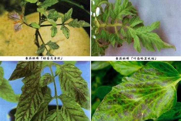 大棚番茄低温缺磷该如何补救