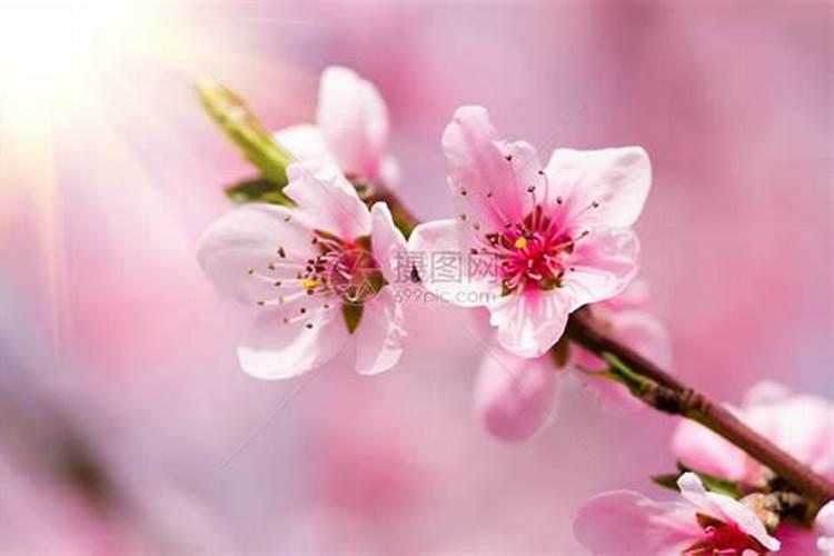 桃花什么时候施肥,桃花盆栽施肥方法
