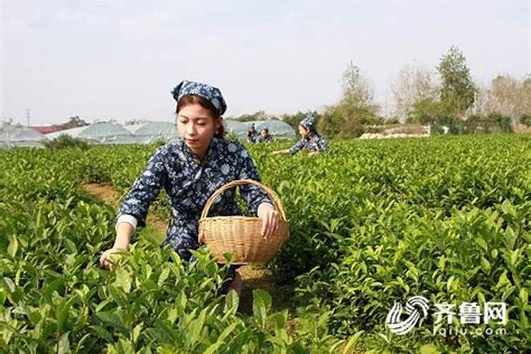 茶树种植的主要内容有哪些