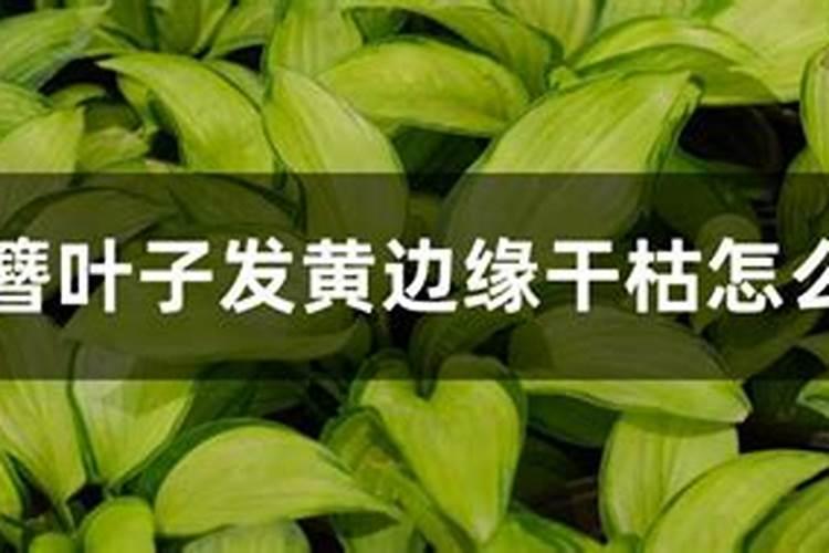 玉簪花叶子边干枯