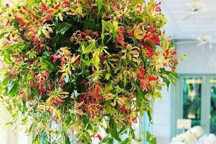 葵花最忌三种肥料