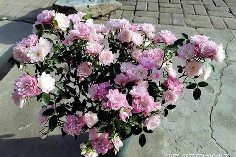 草莓开花前期用什么肥