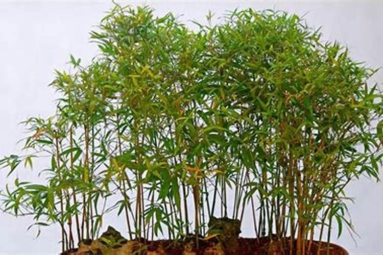 玉米种植追肥方法及最佳时间(玉米苗期施肥用什么肥好)