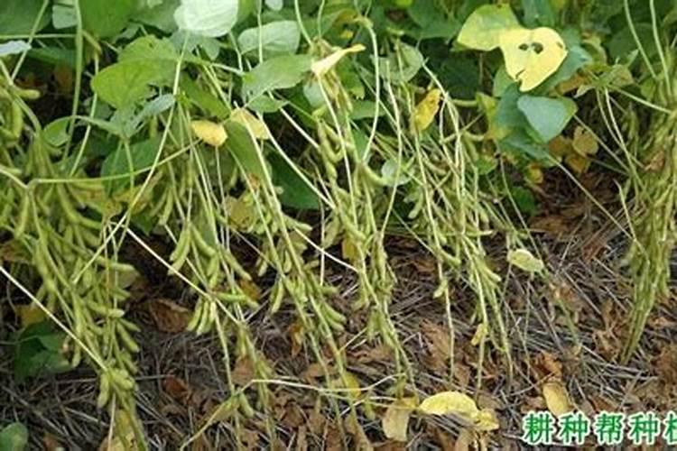 如何预防大豆不饱满
