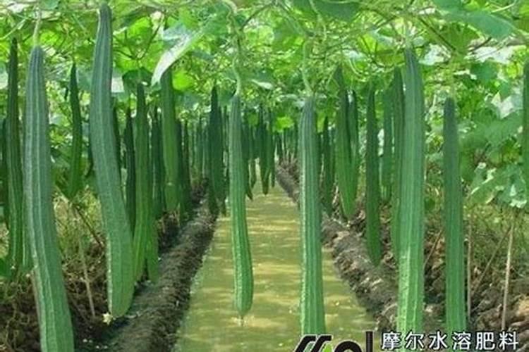 丝瓜浇什么肥料合适