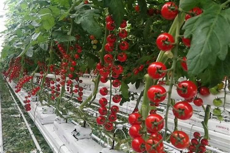茶叶水可以浇多肉植物吗