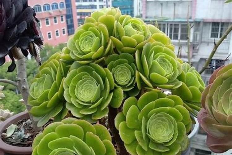 绿法师怎么养