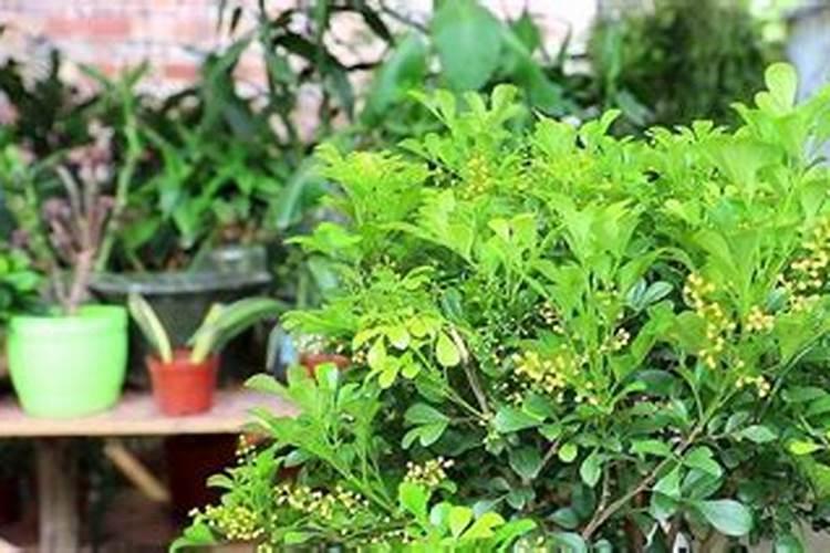米兰花花期