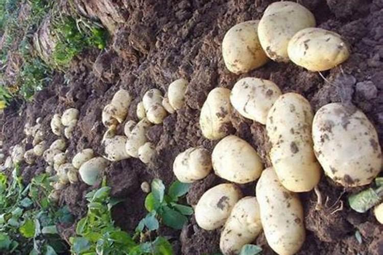 种植土豆用什么化肥