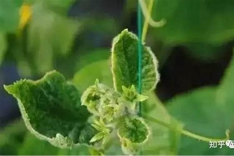农作物不重视补钙容易出现哪些生理病害？如何提前防范？