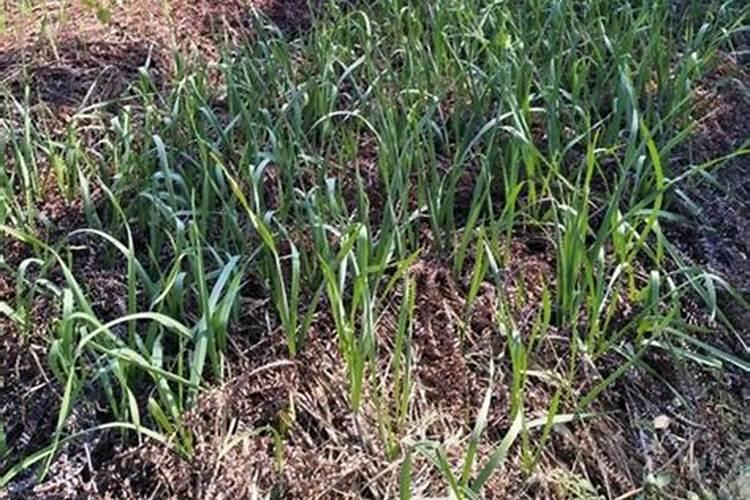 大蒜抽苔前冲施什么肥料好