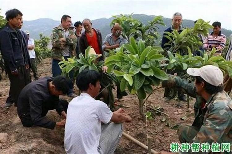 枇杷施肥时间和管理
