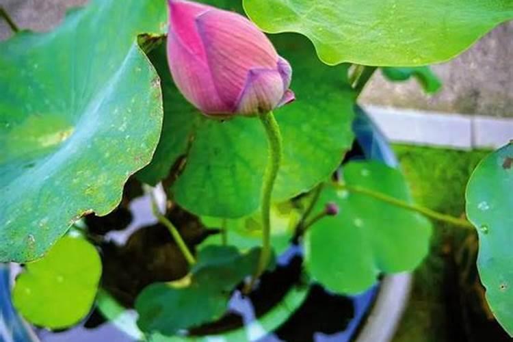 紫花苜蓿初期施什么肥料花卉百科