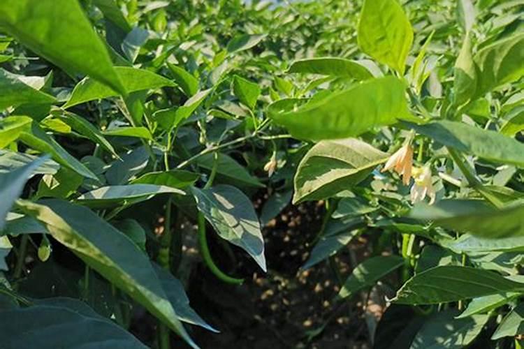 豆角优质高产施肥技术