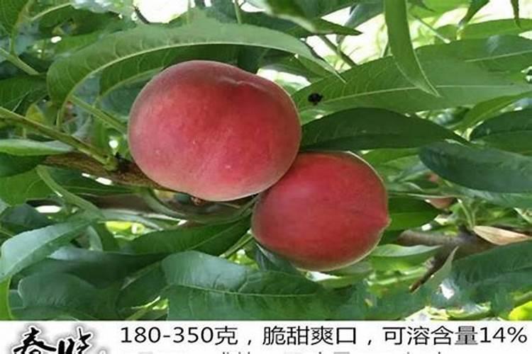 怎么施肥,才能使桃子膨大、增甜效果好？