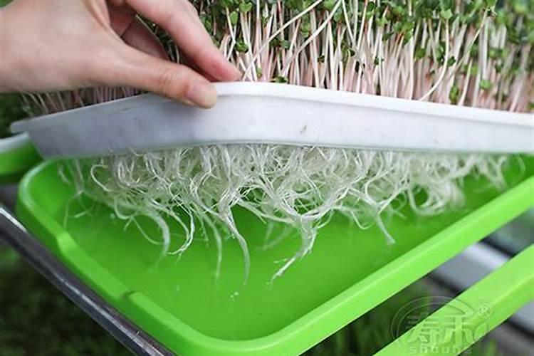 青菜过几天浇水好？