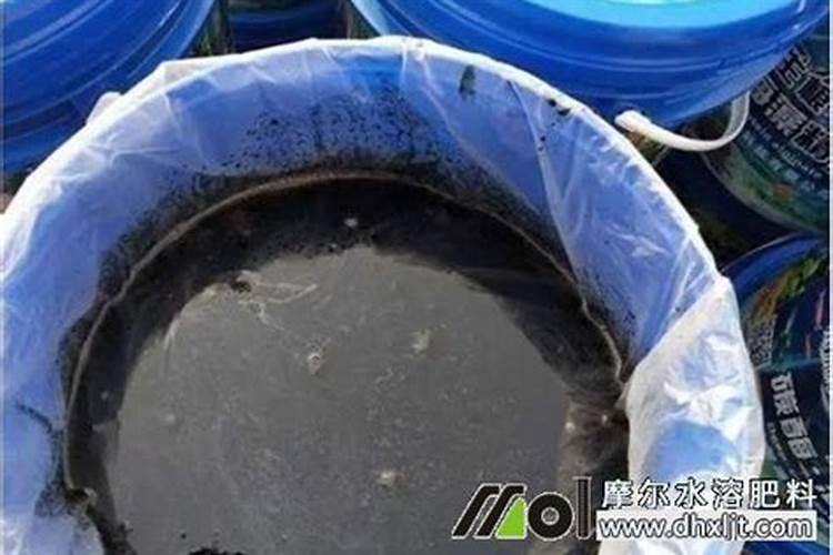 玉米什么时候喷施芸苔素