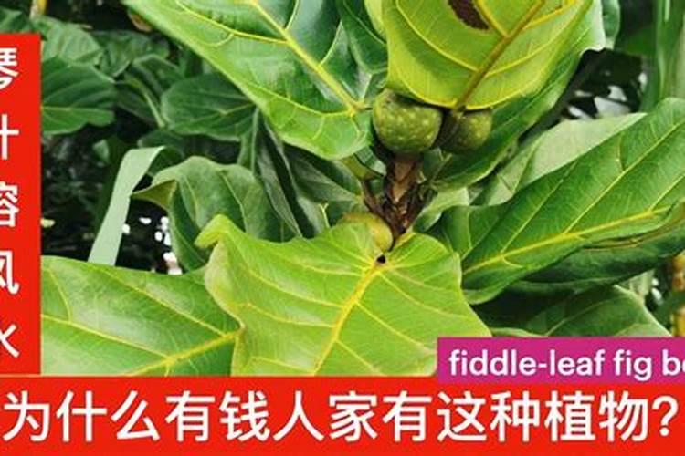 使用铵态氮肥应注意什么