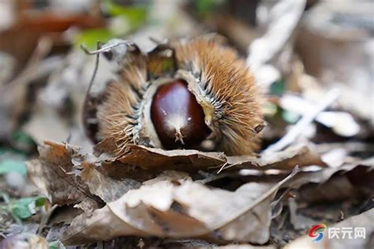 氯对锥栗树有害吗？