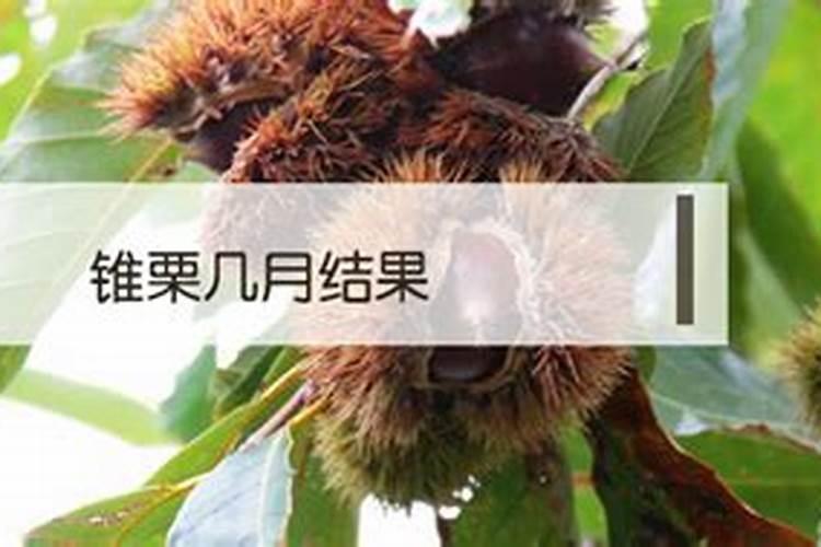 如何高产优质栽培锥栗