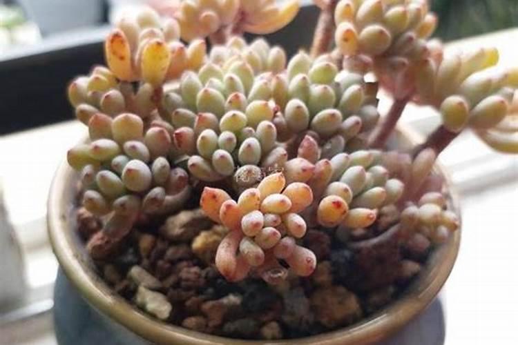 冬天多肉多久施肥一次