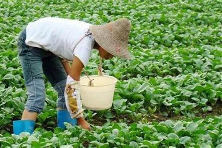水稻怎样进行侧深施肥 水稻侧深施肥的好处