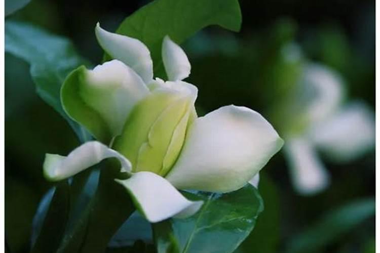 栀子花多久施肥一次 栀子花多久施肥一次介绍