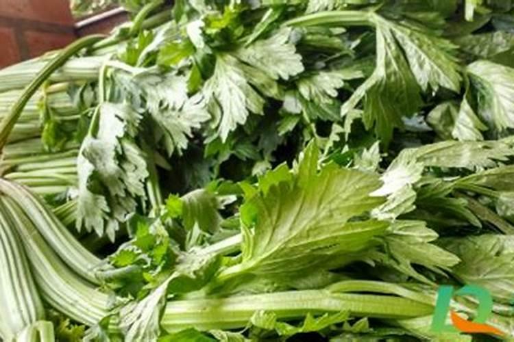 芹菜叶子黄了是缺少什么肥料 补救方法有哪些