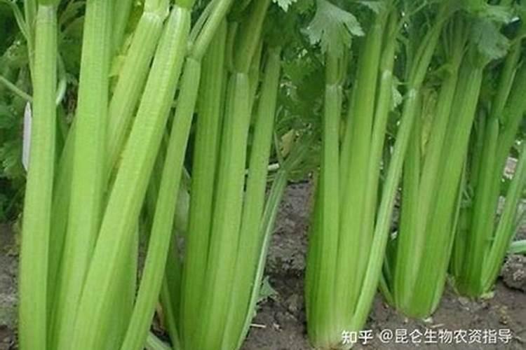 芹菜老黄叶正常吗