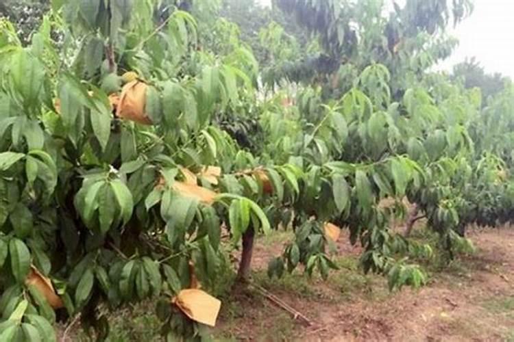 黄桃套袋和不套袋有哪些区别？种植黄桃需要注意哪些问题？
