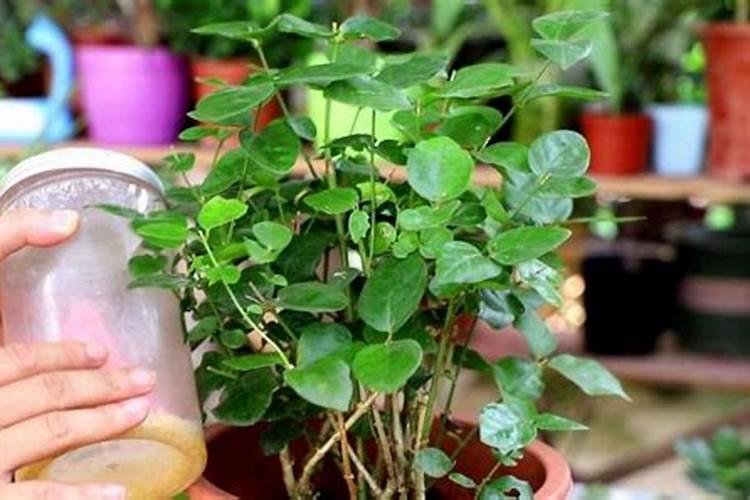 茉莉花在花苞期能喷磷酸二氢钾吗？