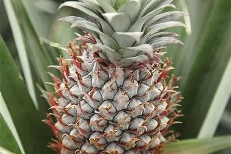 菠萝怎么做到无公害施肥？