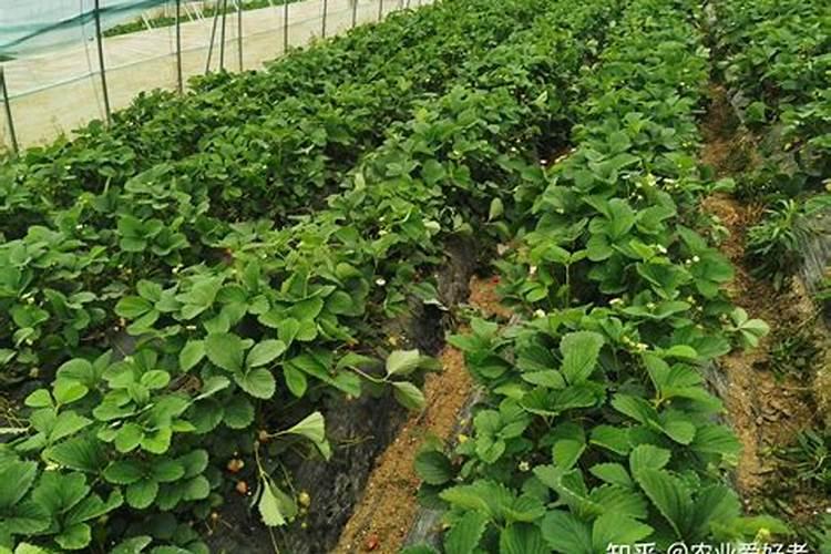 草莓各个时期的施肥方案 什么时候冲高磷肥