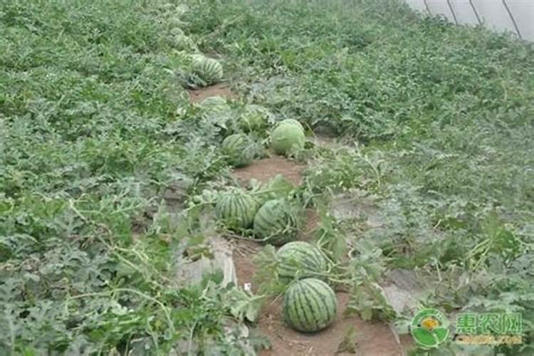 西瓜追肥用什么肥料